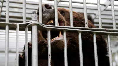 Japan Deploys Military in Unprecedented Response to Deadly Bear Attacks Crisis