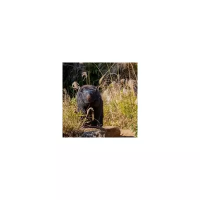 Japan Deploys Military to Combat Deadly Bear Attack Crisis