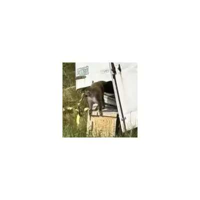 Mississippi Highway Horror: One Monkey Survives, Another Shot After Dramatic Lorry Crash Escape