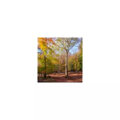 Mythical 'Dorsetshire' Region to Get Two Brand New Towns in Major Housing Expansion