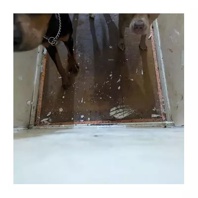 North London Thug Jailed After Fracturing Dog's Skull in Vicious Attack