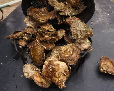 Pearls Return to British Shores? The Remarkable Comeback of Native Oysters