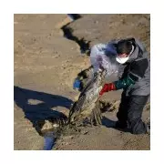 10,000 Cranes Die in French Bird Flu Outbreak, Infecting Poultry