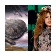 13-Million-Year-Old Turtle Fossil Named After Shakira in Colombia