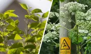 3 Dangerous UK Garden Weeds to Remove This November