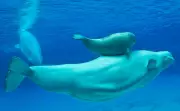 30 Beluga Whales Trapped in Marineland Cruelty Dispute
