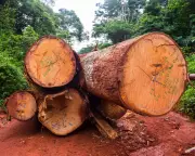 Africa's Forests Now Emit More Carbon Than They Absorb, Study Reveals