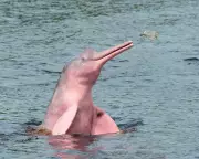 Amazon Lakes Hit 41°C in Heatwave, Killing 150+ Pink River Dolphins