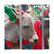 Atherton's Nativity Parade Saved After Donkey Ban Backlash