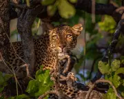 BBC's 'Kingdom' Series Revolutionises Nature Filmmaking with Groundbreaking Techniques