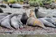 Bird Flu Wipes Out Half of South Georgia's Elephant Seal Population
