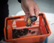 Brexit's Mussel Crisis: Menai Strait Exports Collapse from 10,000 to 5 Tonnes