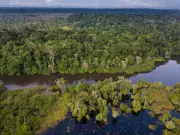 Congo Basin: World's Vital Rainforest Faces Critical Research Gap