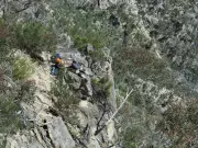 Daring Aerial Rescue: How Two Abseiling Horticulturists Saved Precious Gumnuts from Vanishing Tree