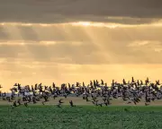 Elizabeth Line Soil Transforms Essex into Bird Haven with 39,000 Winterers