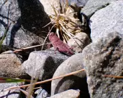 ‘Exceptionally Rare’ Pink Grasshopper Spotted in New Zealand Wilds
