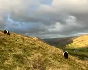 Farming's Digital Revolution: How Remote Control Technology is Transforming British Agriculture