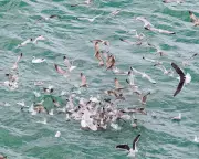 Feeding Frenzy at Tyrella Beach: Seabirds Hunt in Dramatic Bait Ball