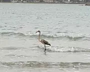 Frankie the Flamingo Spotted in France After 100-Mile Flight from Cornwall