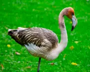 Frankie the Flamingo's Great Cornish Escape: Wildlife Sanctuary Appeals for Public Help