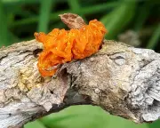 Fungal Fantasy: The Alien-Like Mushrooms Colonising Britain's Fallen Ash Trees