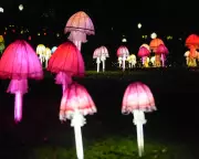 Fungi Lanterns and Northern Lights: Friday's Global Photo Highlights