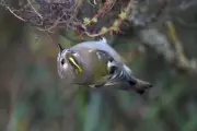 Goldcrest's Vibrant Crown Illuminates Drab Moorland Day