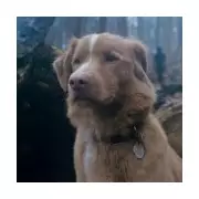 Good Boy: The 'Hair-Raising' Horror Film Fans Feared Hits Amazon Prime