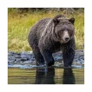 Grizzly bear attack in Canada kills one, injures 11 schoolchildren