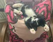 Guardian Revives Beloved Pet Column After Popular Demand