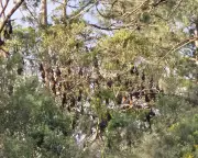 Gympie Council Considers Property Buy-Back Over Bat Colony Disruption
