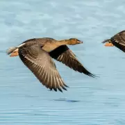 High Court Rejects Oceana UK's Challenge to 28 Oil and Gas Licences