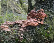 Honey Fungus Invasion: UK Gardens Under Siege After Extreme Weather