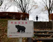 Japan Bear Attack: Man Fights Off Bear in Public Toilet
