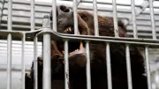 Japan Deploys Military in Unprecedented Response to Deadly Bear Attacks Crisis