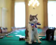 Larry the Cat: From Stray to Downing Street's Longest Resident