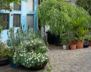 London's Mews Streets: A Container Gardening Muse for Urban Dwellers