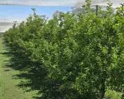 Mystery Apple Shortage Hits Blue Mountains Orchard, Threatens Tourism