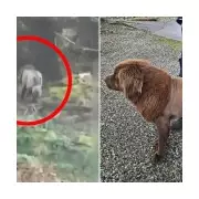 Mystery Solved: The 'East Clare Lion' Was Actually a Large Domestic Cat