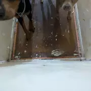 North London Thug Jailed After Fracturing Dog's Skull in Vicious Attack