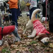 Over 100 Festive Dogs in Christmas Jumpers Parade at Buckingham Palace