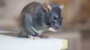 Pest Controller's Warning: The First Tell-Tale Sign You Have Rodents And The Job That Still Haunts Him