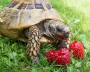 Pet Owners Warned: Common Fruits Can Harm Tortoises