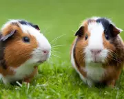 Pets at Home Profits Slump 33.5% as Retail Business Struggles