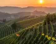 Piedmont's Autumn Reds: Perfect Wines for Cosy UK Evenings