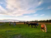Port Meadow: A Top Winter Day Trip from London in Just One Hour
