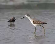 Rare Marsh Sandpiper Spotted in Scotland: A Young Birder's Thrilling Discovery