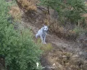 Rare White Iberian Lynx Filmed in Spanish Wilderness in Conservation Triumph