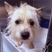 RSPCA Issues Urgent Winter Plea as Animal Abandonments Soar by 23%