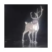 Runaway Reindeer Sparks Festive Frenzy in Southport Christmas Parade